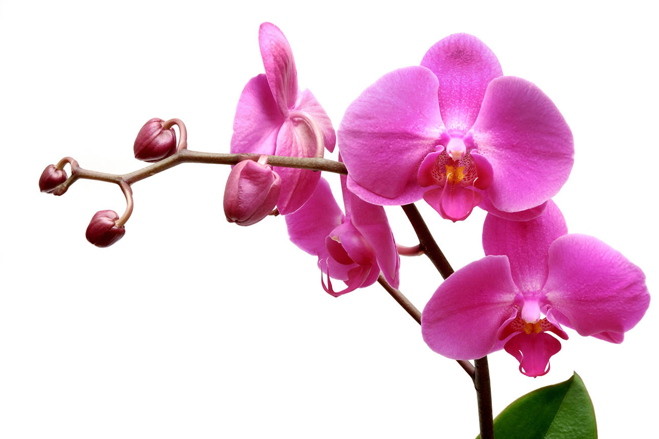 Сиреневая Орхидея фаленопсис PNG