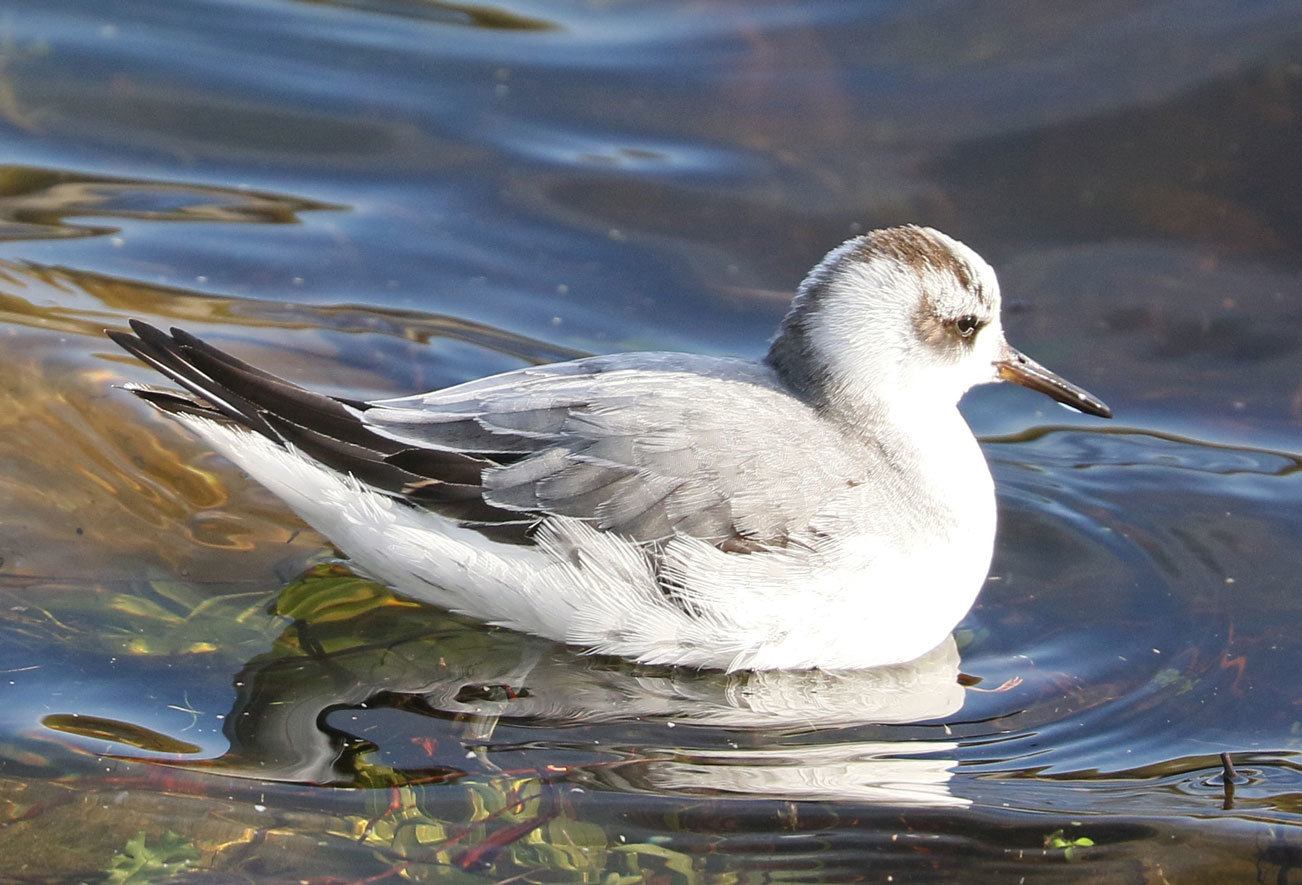 Grays Harbor Birds: Red Phalarope