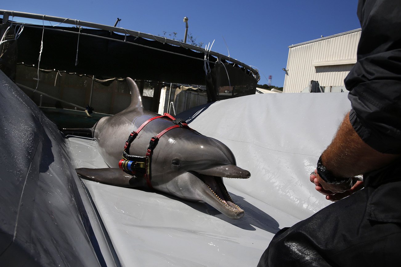 Navy dolphins’ mission: Help locate rare vaquita porpoises