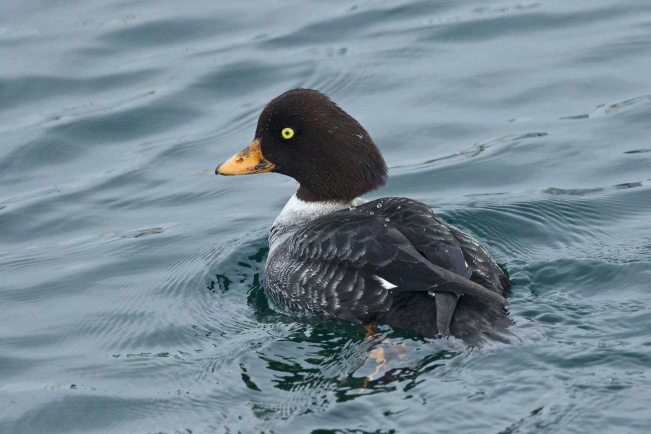 Grays Harbor Birds: Barrow’s Goldeneye