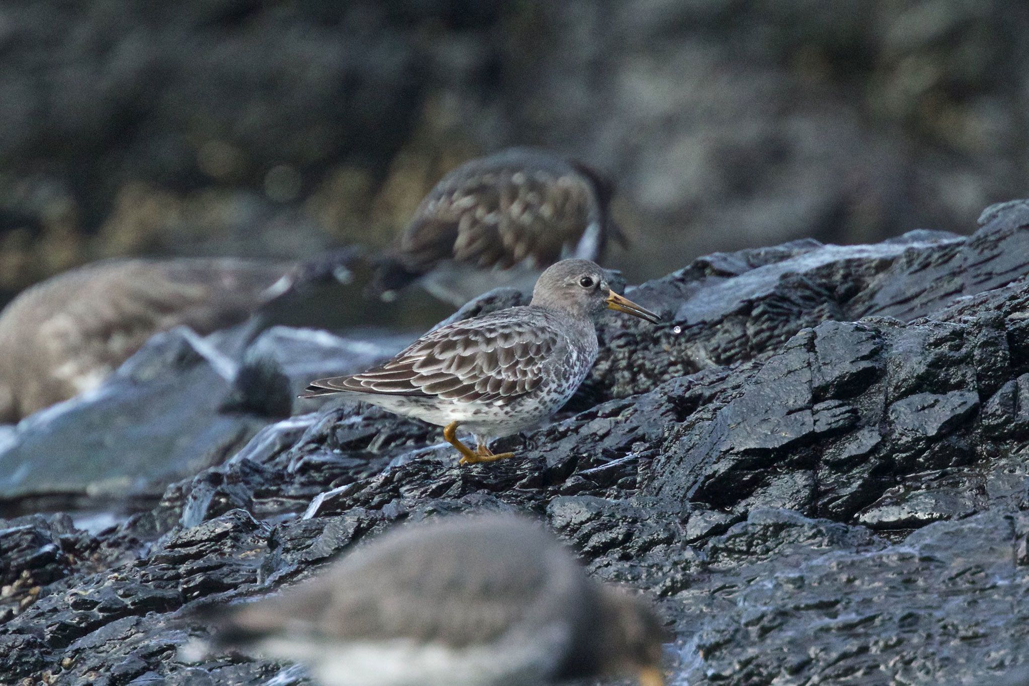 (Gregg Thompson) Rock Sandpiper (Calidris ptilocnemis)