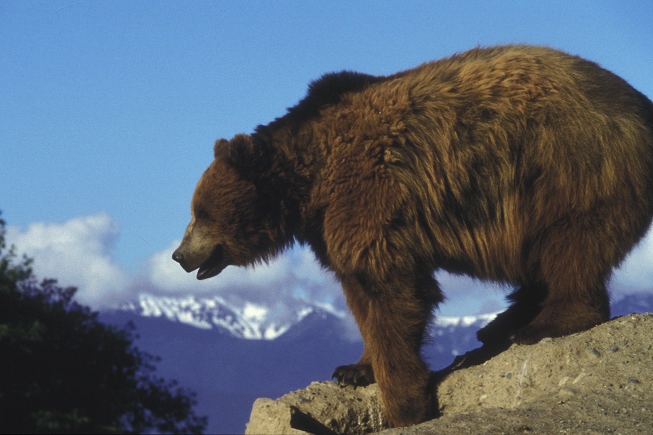 Bear necessity? Plan would reintroduce grizzlies to Cascades