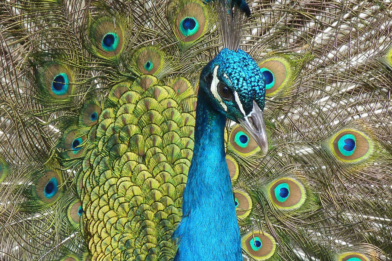 Studies could finally reveal what peacock feathers are really for