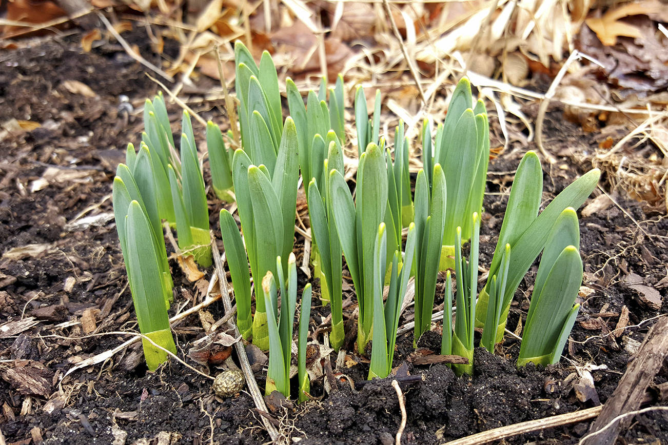 Did plants bloom too early this year? | The Daily World