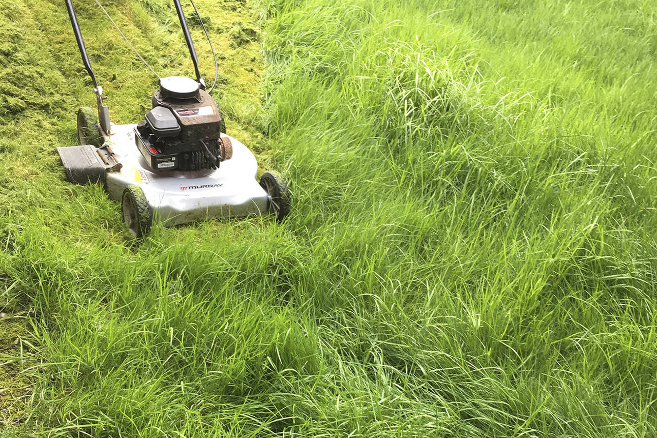 The best thing that happened last weekend was my lawn finally got cut for the first time this season. (Kat Bryant | The Daily World)