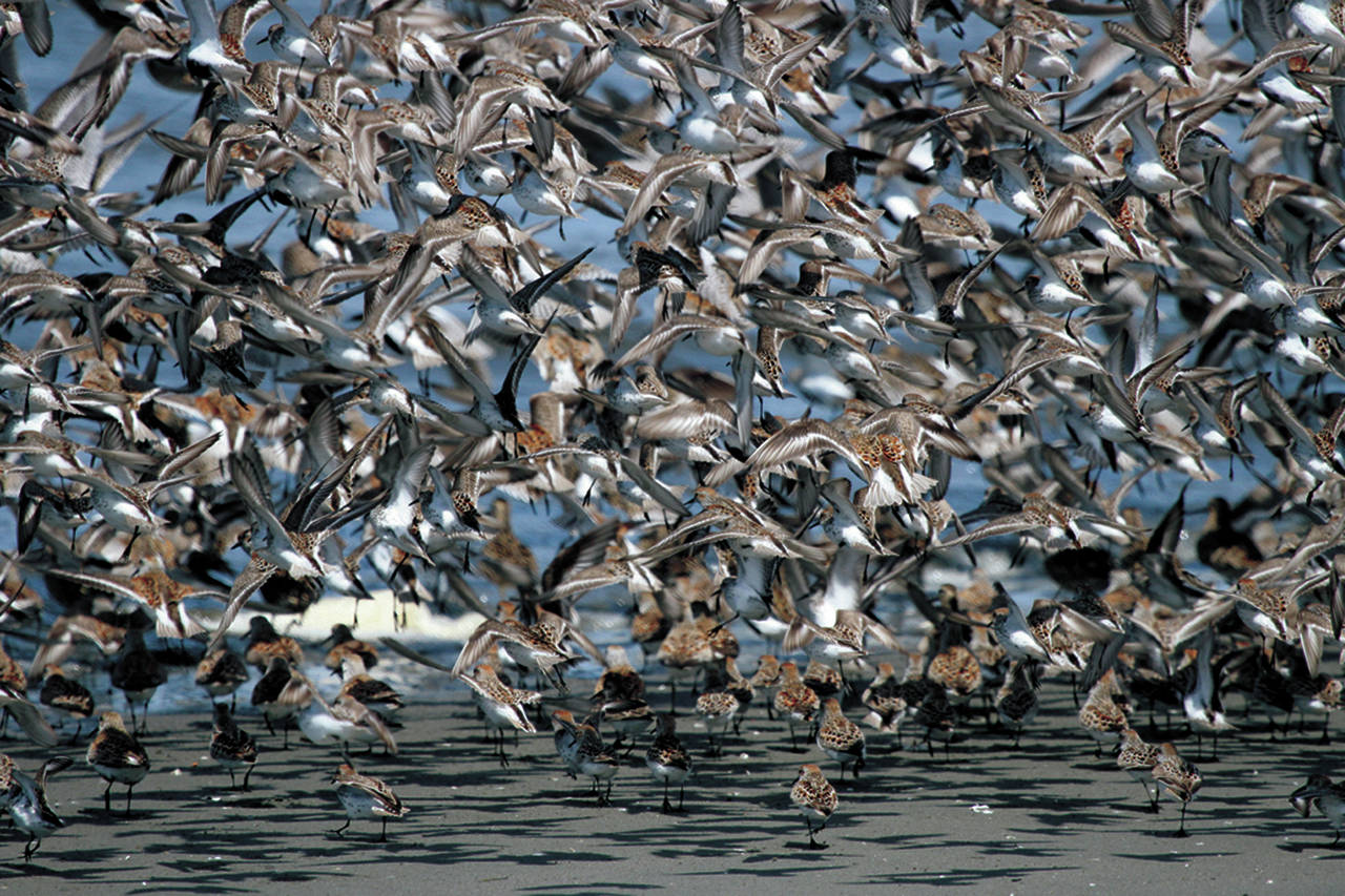 File photo                                The dance of shorebirds at Grays Harbor National Wildlife Refuge during the annual festival.