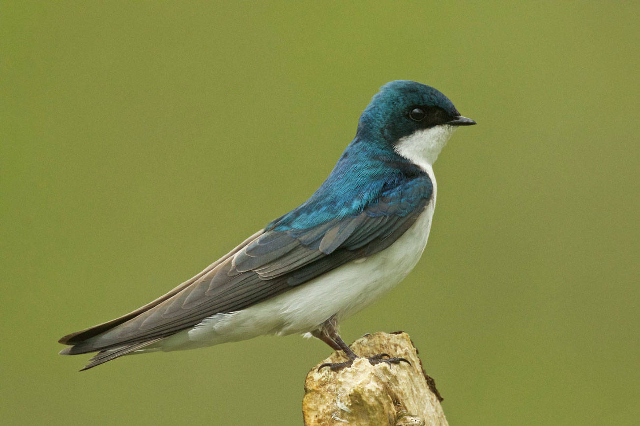 north texas tree swallows