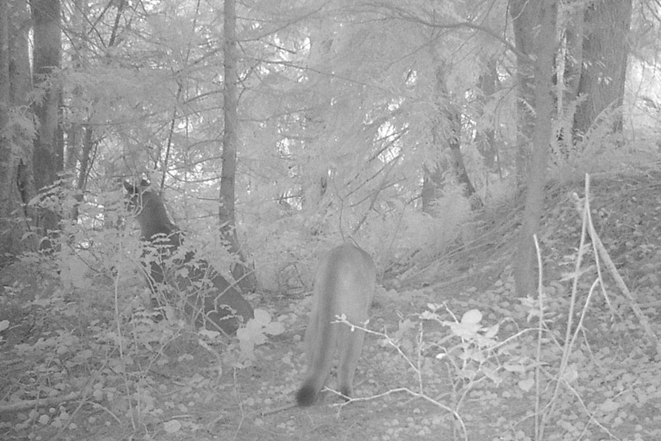 (Photo courtesy John Kugen) These two mountain lions were caught on a trail camera the morning of June 23 near Chilton Road. The two cats were in a patch of woods between Chilton and Friedlander Drive.