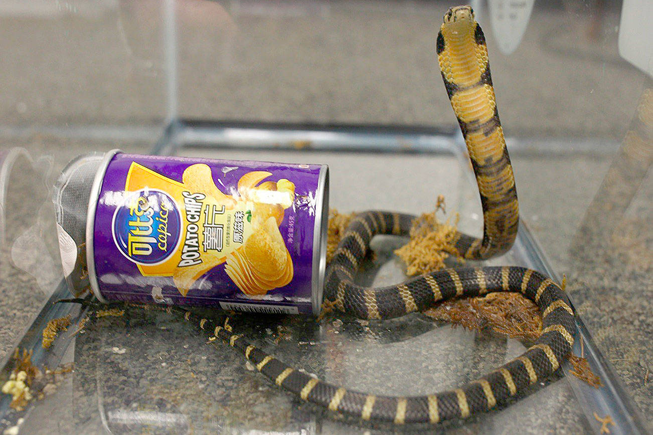 Man held after deadly king cobras smuggled into U.S. in potato chip cans