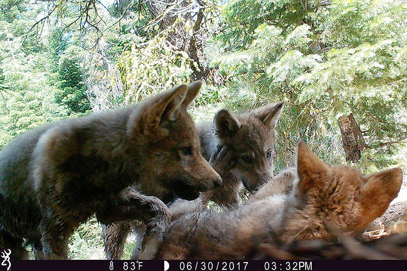 2 adults, 3 pups make a wolf package deal in Northern California