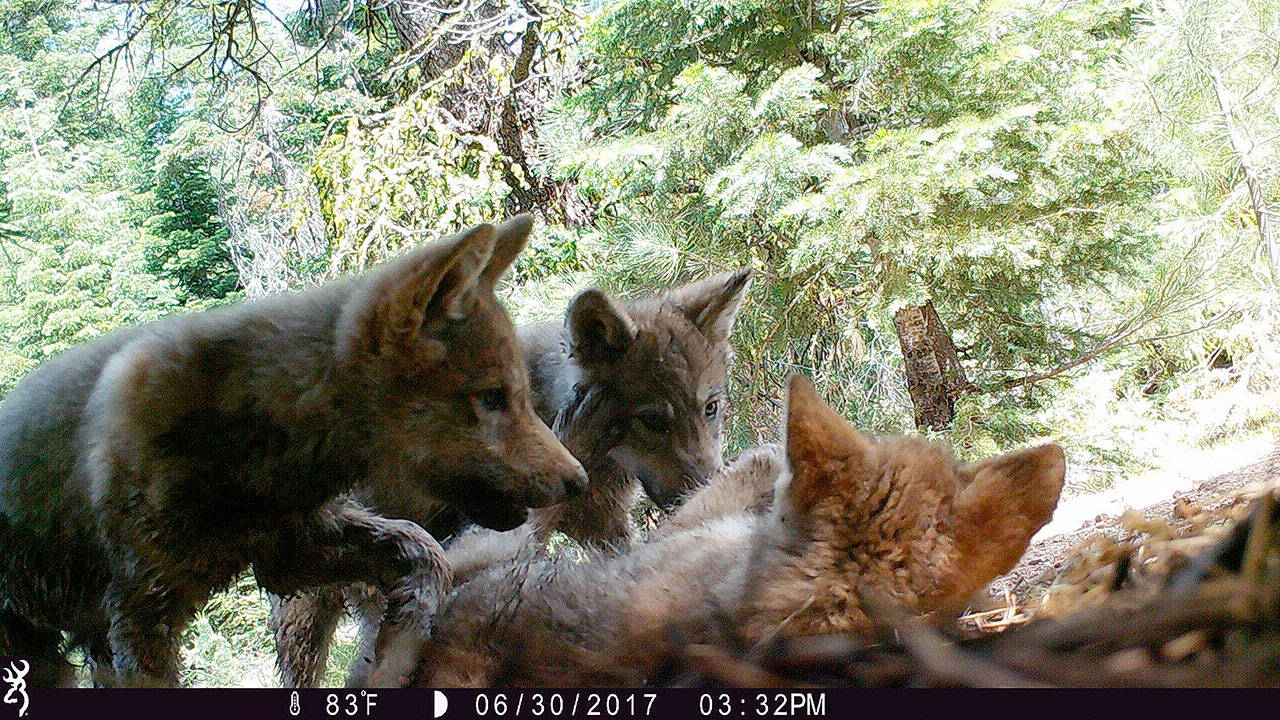 A remote trail camera captured three gray wolf pups playing in Lassen County, Calif. They are part of the second known family of the species in the state. (U.S. Forest Service/TNS)