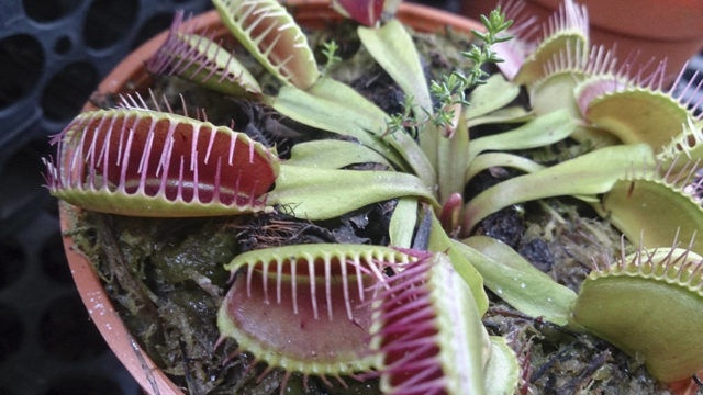 Master Gardener: Carnivorous plants do just fine in Pacific Northwest ...