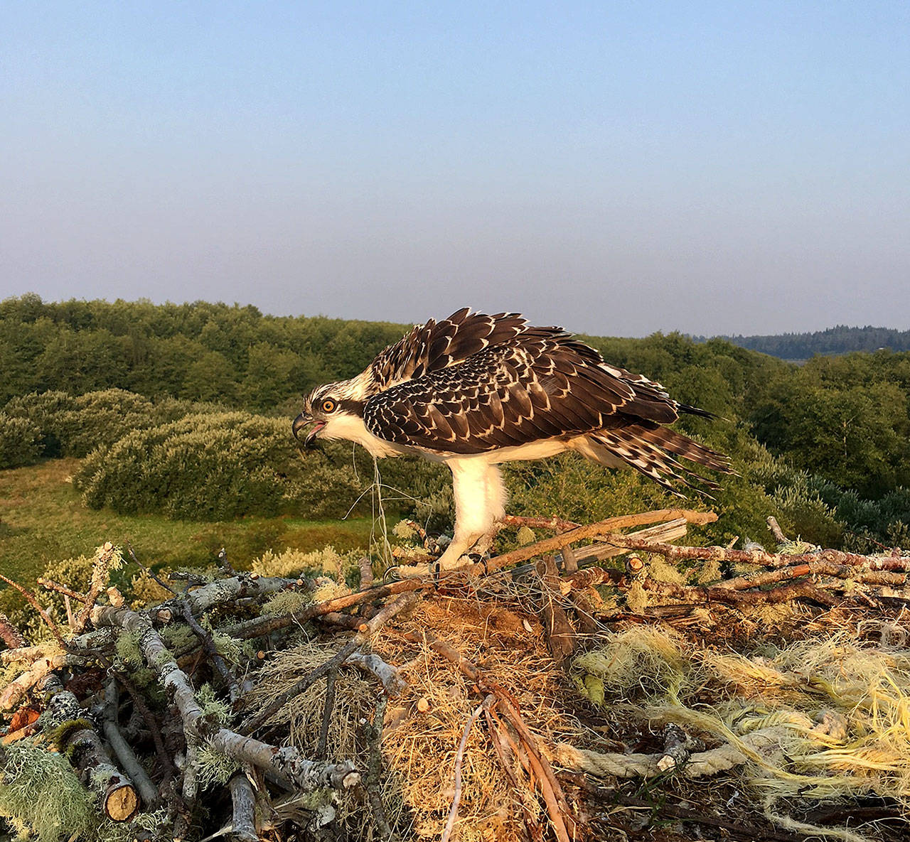 Osprey freed from tangled mess