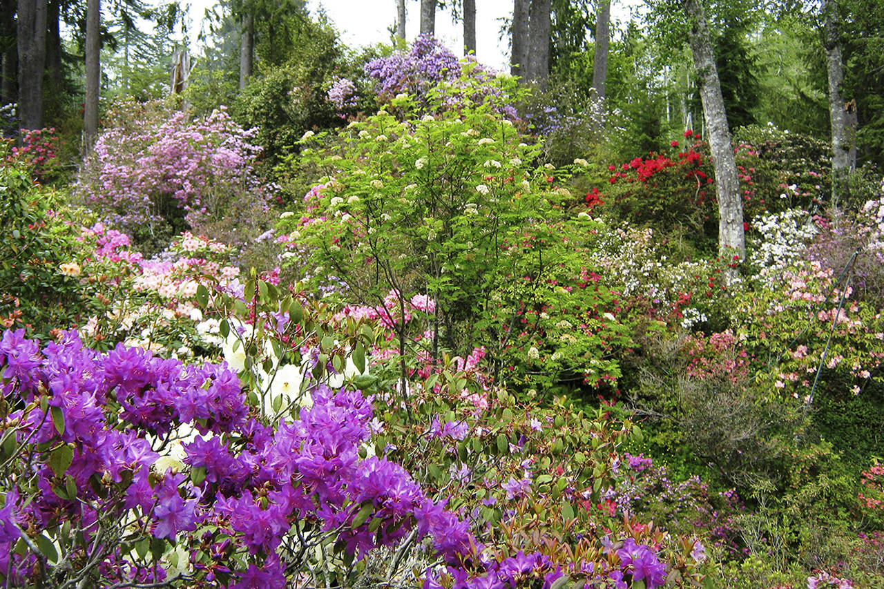 Photos by Mary Shane                                 Alma Manenica, who died last fall, created this garden full of rhododendrons in a ravine that bordered her Central Park home.