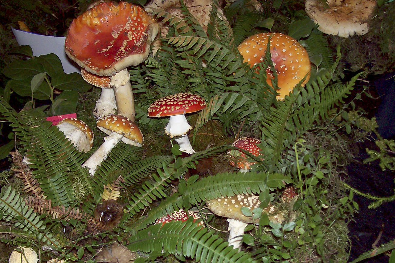 Fungi for all at Mushroom Festival at Lake Quinault