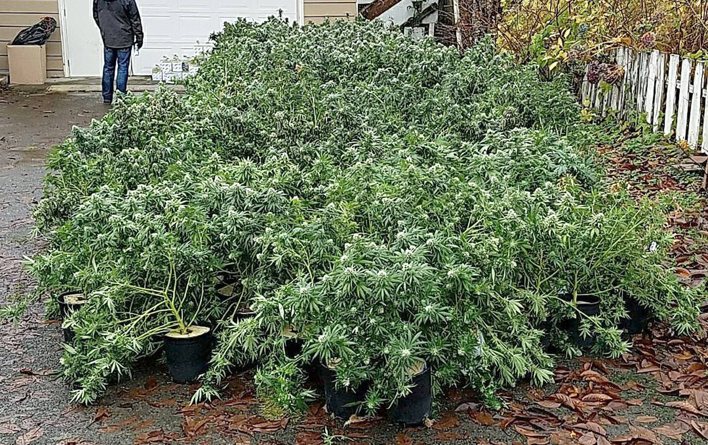 A small portion of the more than 32,000 marijuana plants confiscated during Tuesday’s raid on illegal grow operations in Grays Harbor, Thurston and King counties.