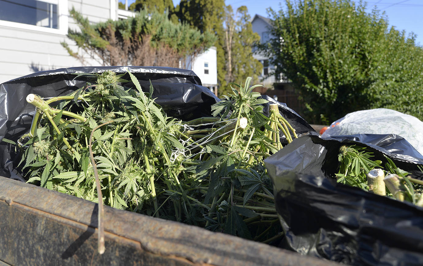 DAN HAMMOCK | THE DAILY WORLD                                A raid on a residence at Stewart and B streets in early December netted an Aberdeen Public Works dump truck a bed full of large marijuana plants, about 700 all told. The raid was part of the ongoing Grays Harbor County Drug Task Force takedown of illegal grow facilities dating back to Nov. 28.