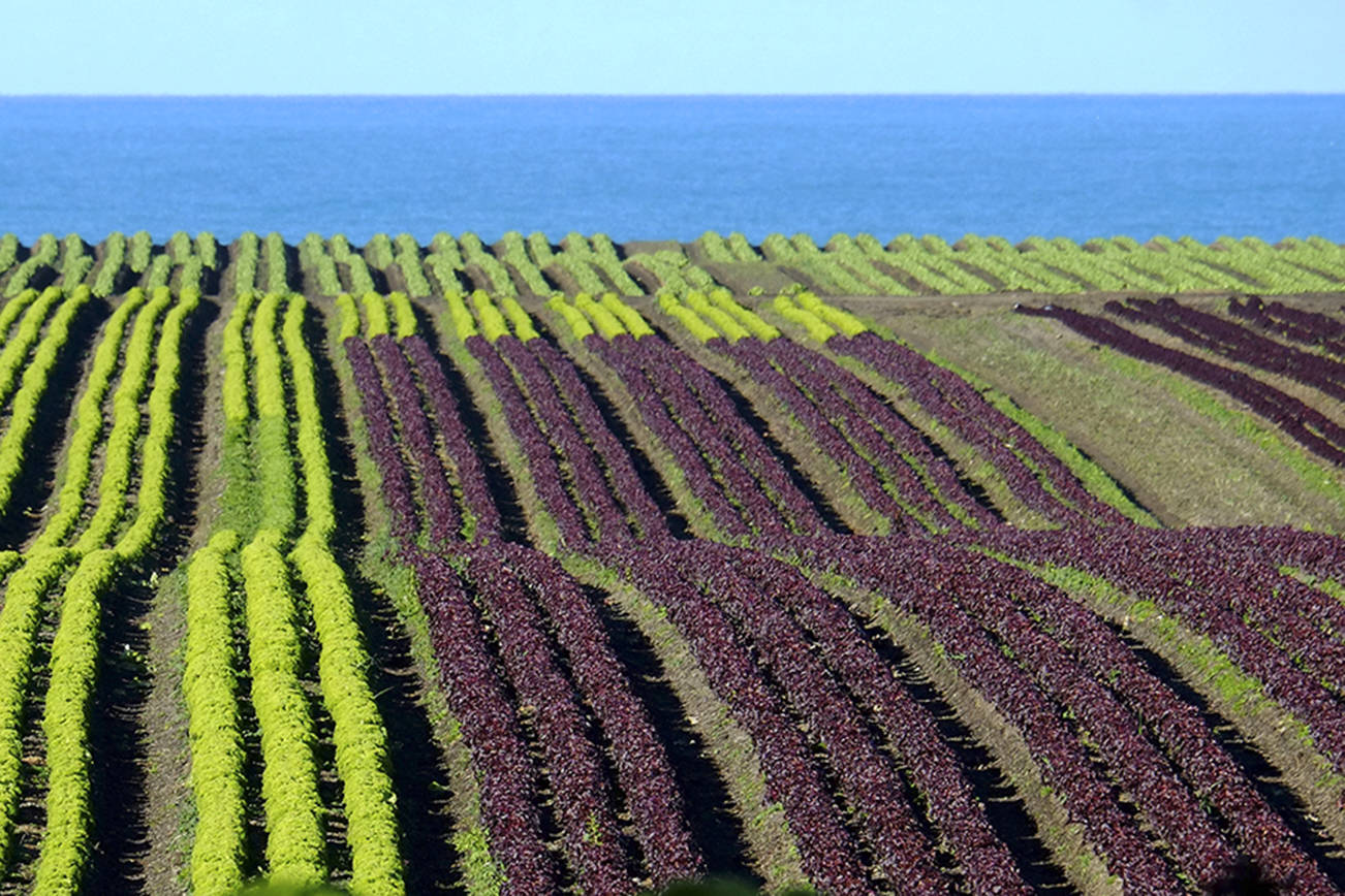 Master Gardener Is lettuce an aphrodisiac The Daily World