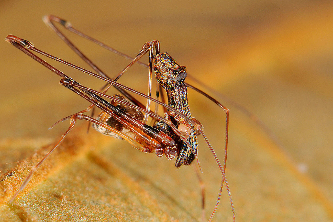 A spider that hunts other spiders: 18 new species of this bizarre Madagascar arachnid are unveiled