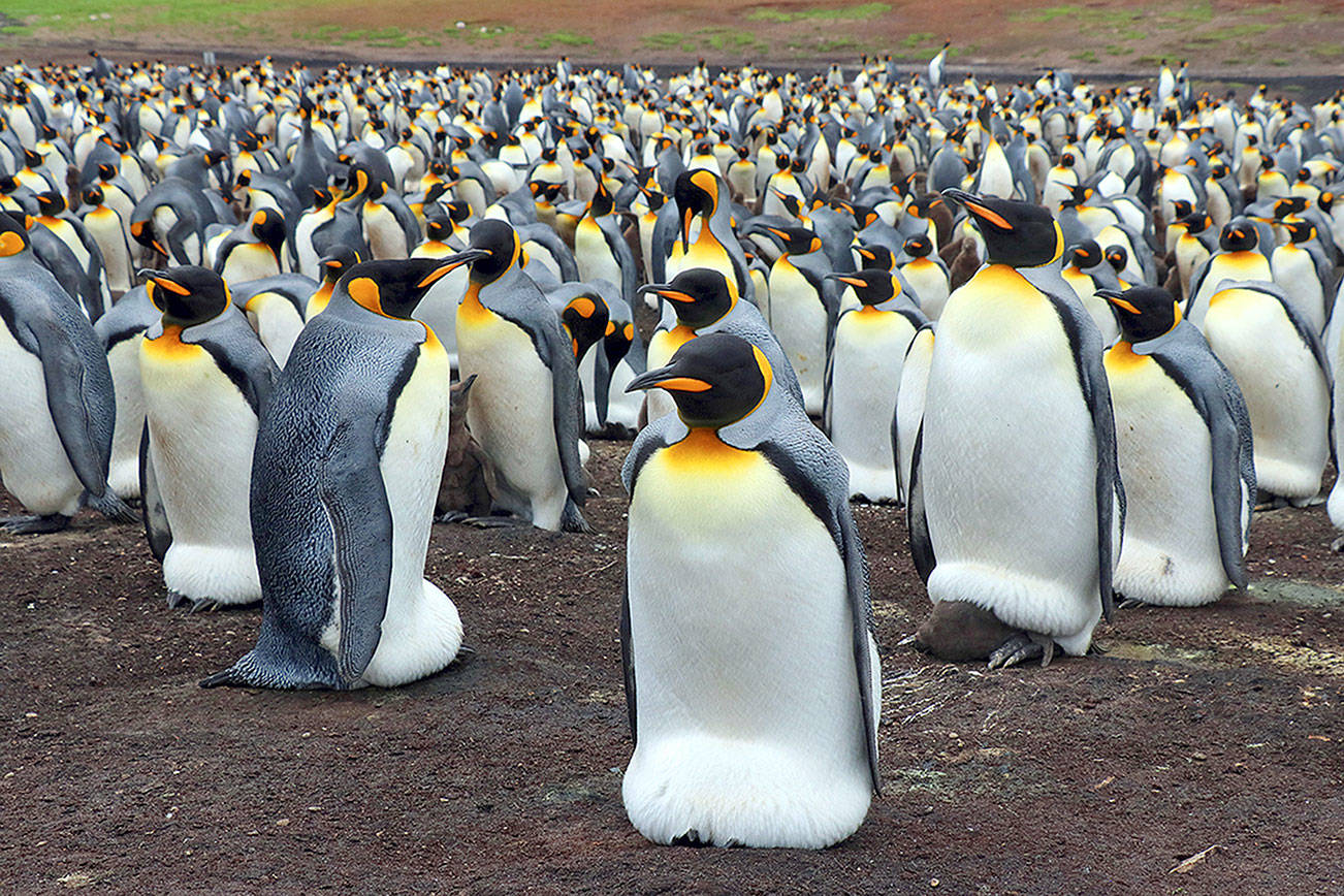 Study: Antarctica’s king penguins could disappear by end of century