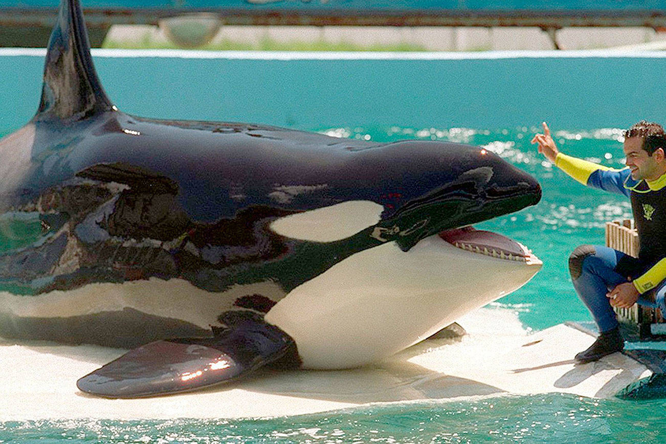 Freeing Lolita from Miami Seaquarium is ‘sacred obligation’ for Lummi tribe