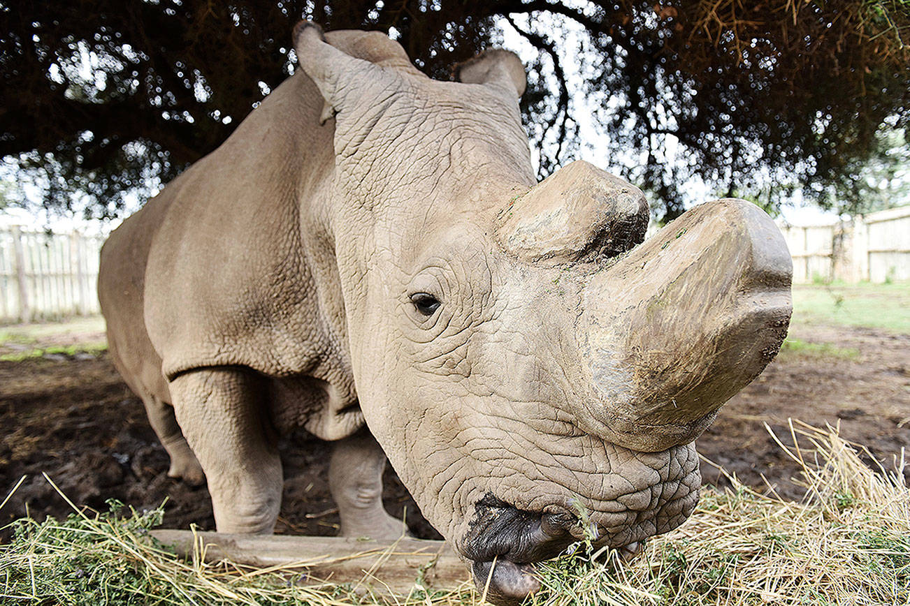 The last male northern white rhino has died, spelling probable extinction for the species