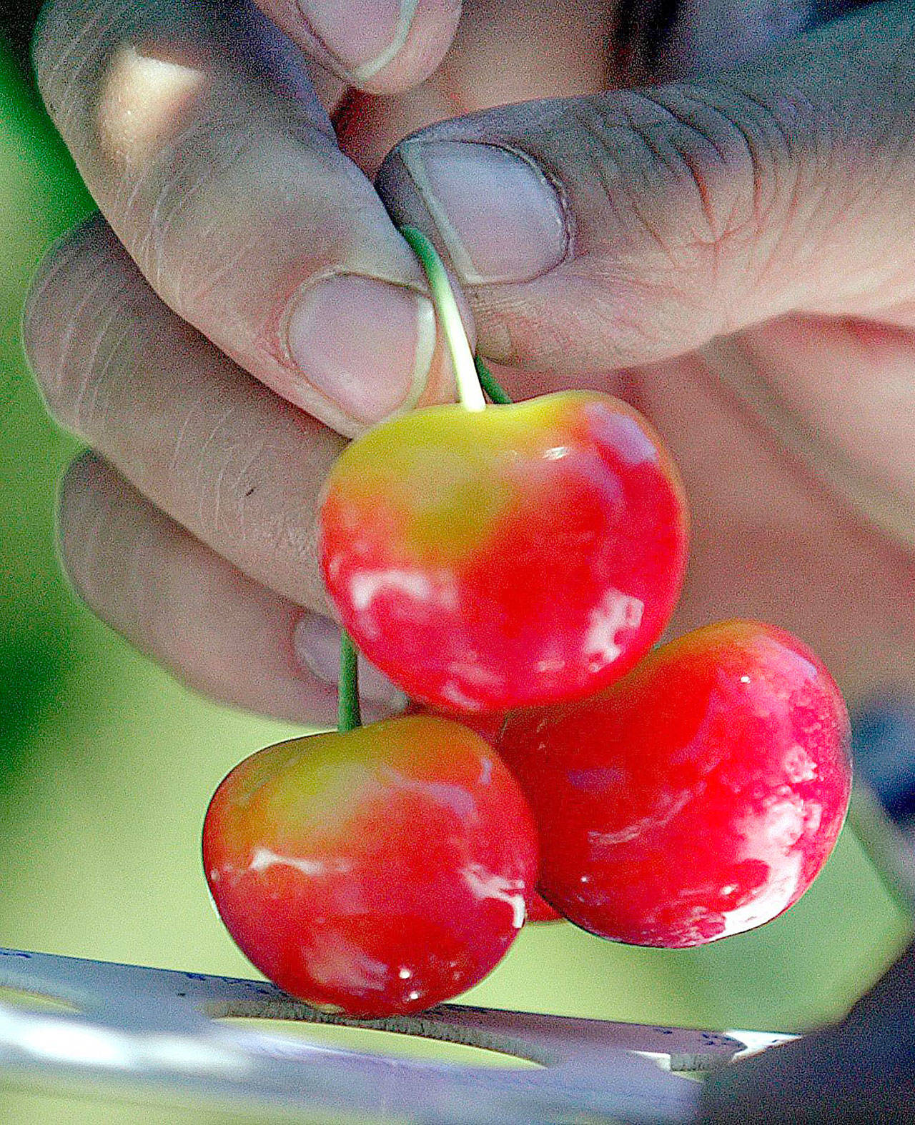 Cherry growers worried Chinese tariffs could hurt their biggest foreign market