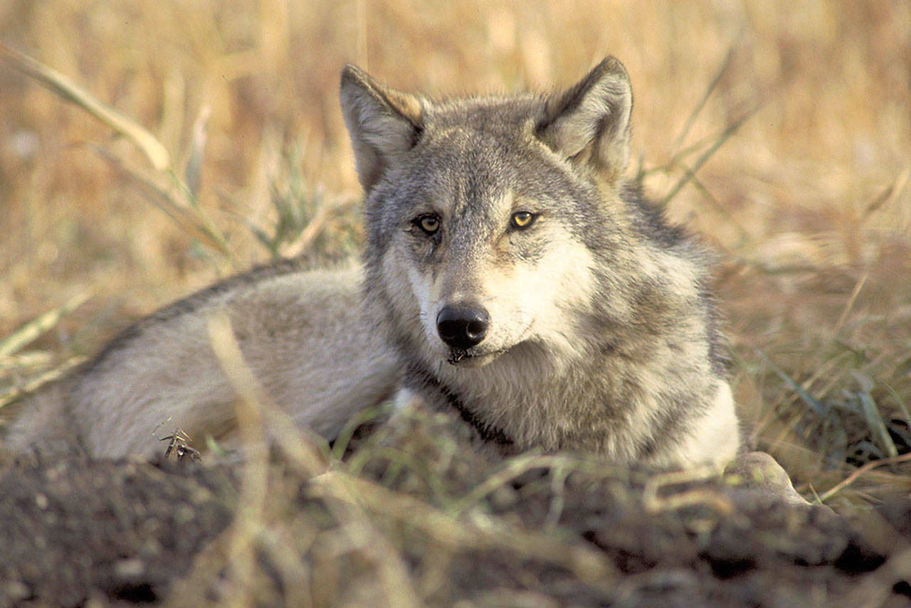 (John and Karen Hollingsworth/U.S. Fish and Wildlife Service) A recent study suggests that Olympic National Park could be a suitable place to relocate gray wolves. The species was extirpated (killed off) from the park in the early 1900s.