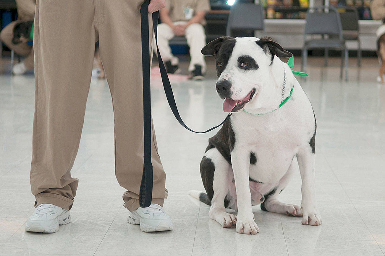 (Courtesy Marcy Merrill) Max poses with one of his inmate handlers during a graduation ceremony last Thursday at Stafford Creek Corrections Center.