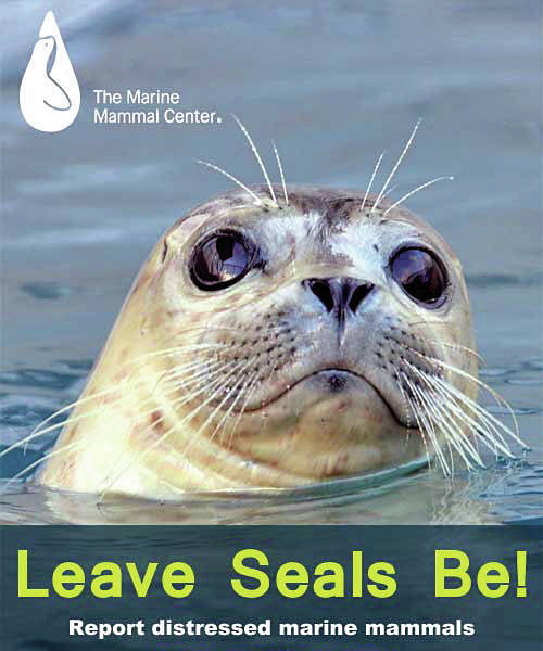 Well Meaning Attention May Be Deadly To Seal Pups The Daily World