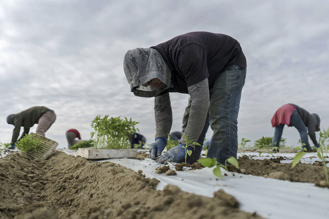 Farmworkers need to be paid for more than just picking the crops, says Washington Supreme Court