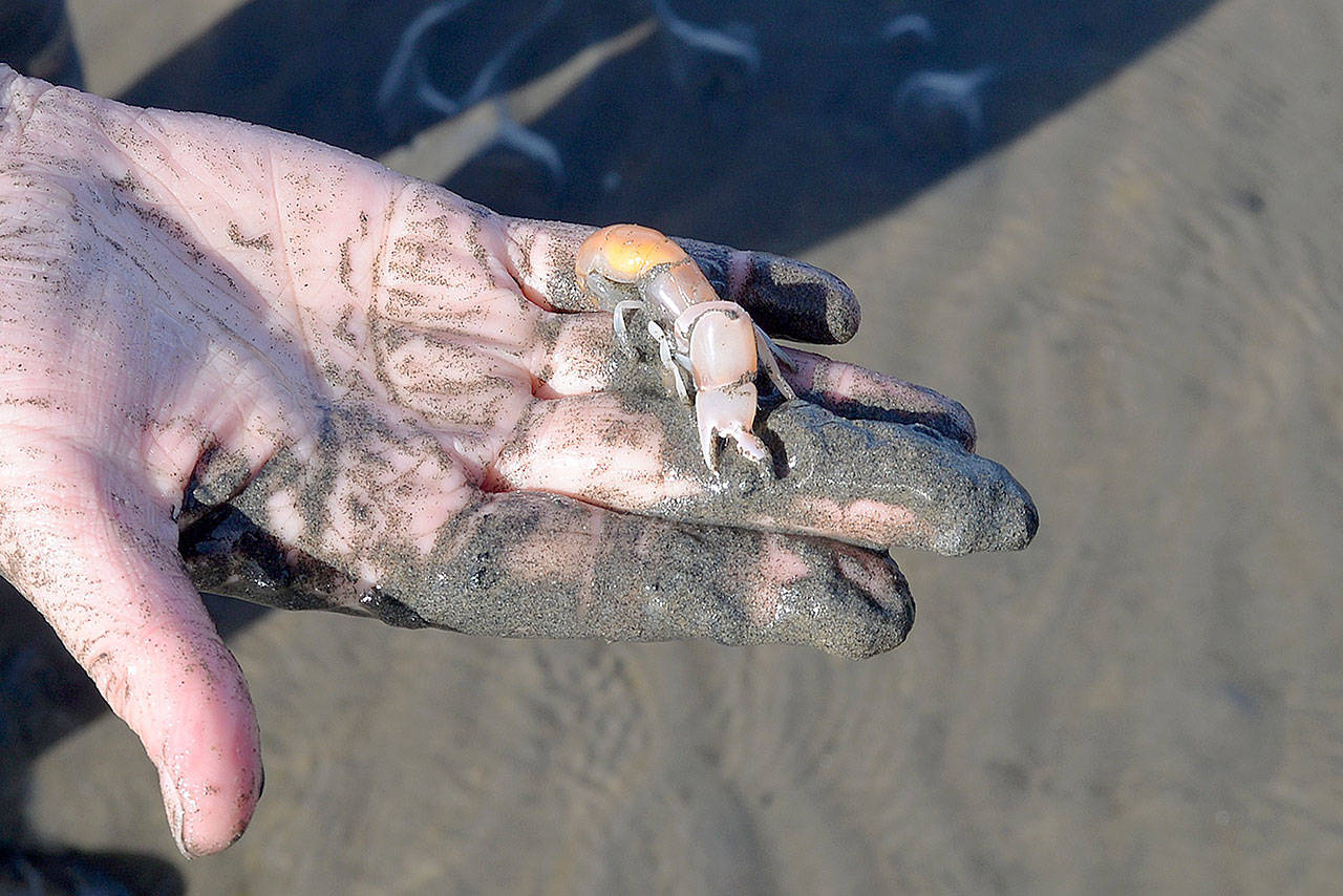 LOUIS KRAUSS | THE DAILY WORLD An oyster grower holds a burrowing shrimp after digging it out of the mud.