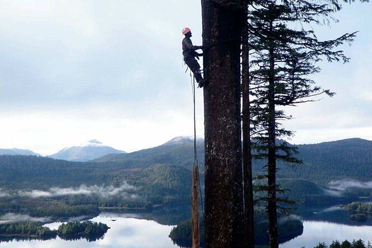 (Courtesy Erin Mathis) Sequoyah Lorton climbs a tree near Raymond. He suffered serious injuries in a logging accident Wednesday morning in Pacific County.