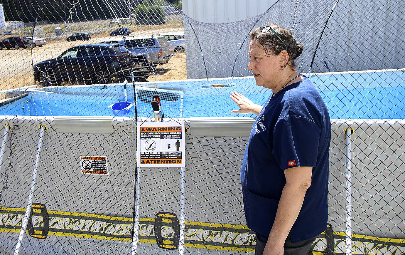 DAN HAMMOCK | THE DAILY WORLD                                After oiled birds have been cleaned and thoroughly dried, they are taken to a large pool for further rehabilitation.