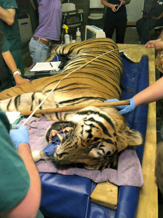 How do you give a tiger a root canal? You start by calling in ...