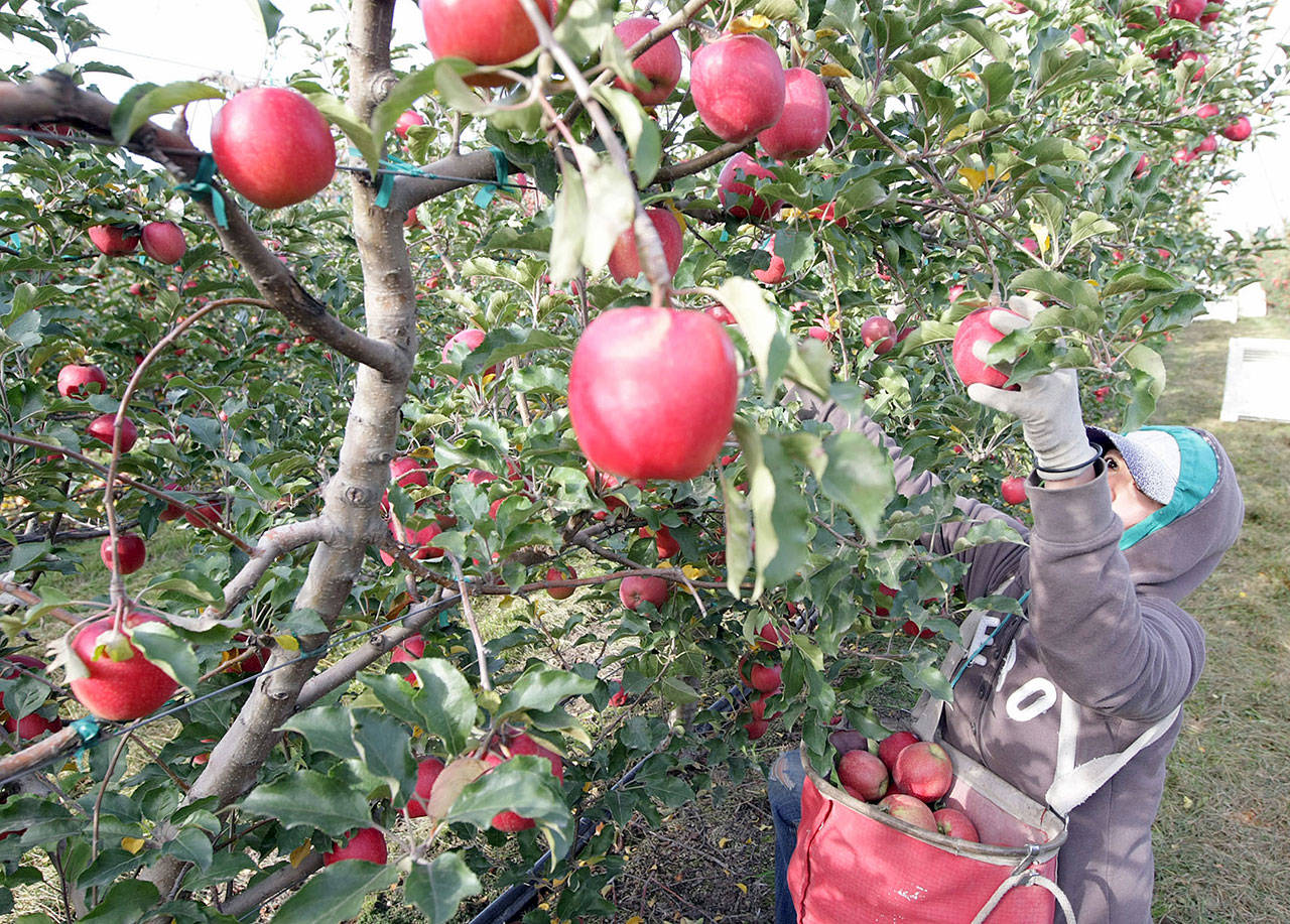 Dorisel Estevez harvests Pink Lady apples on an orchard in Kennewick. In Washington state, where global trade is linked to 2 of every 5 jobs, cherries, pears and apples might be caught in the middle of a trade war over tomatoes prompted by growers in Florida upset with Mexico’s trade practices. (Bob Brawdy/Tri-City Herald)