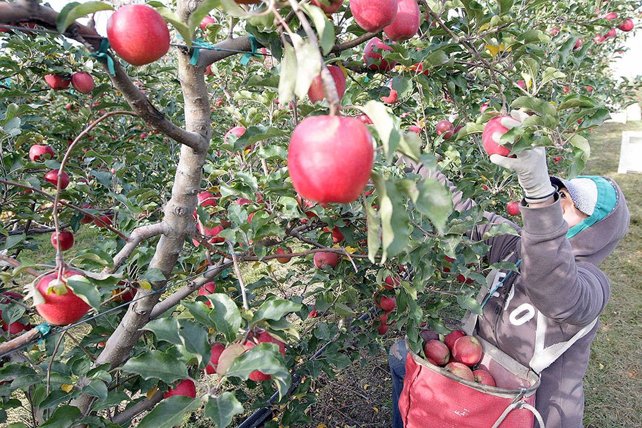 Tomato fight divides growers in Florida and the West Coast. Will it trip up NAFTA?