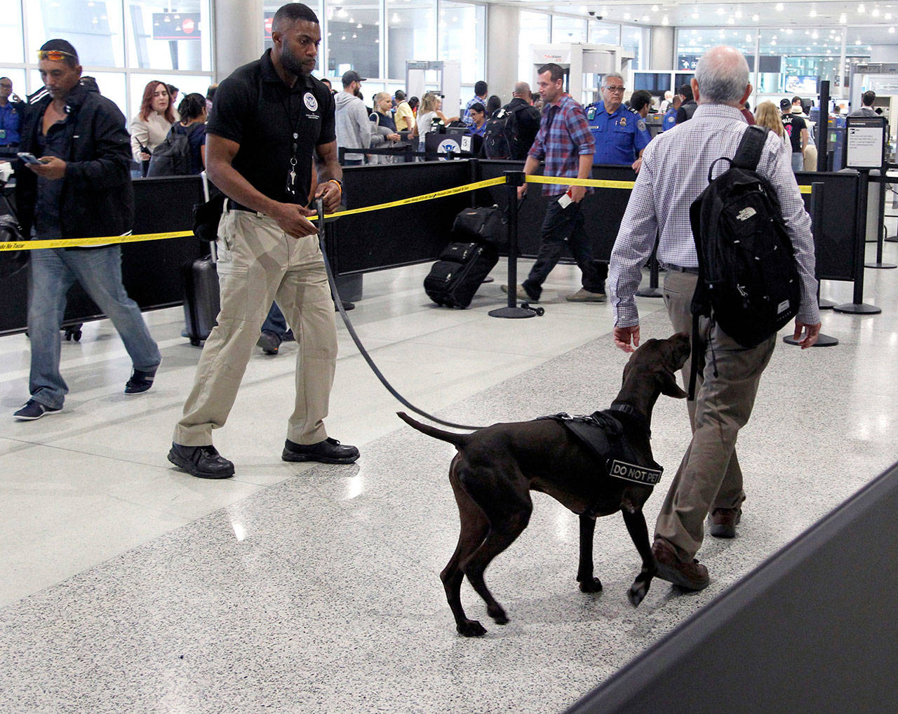 TSA to deploy more floppy-ear dogs because they’re less scary than pointy-ear dogs