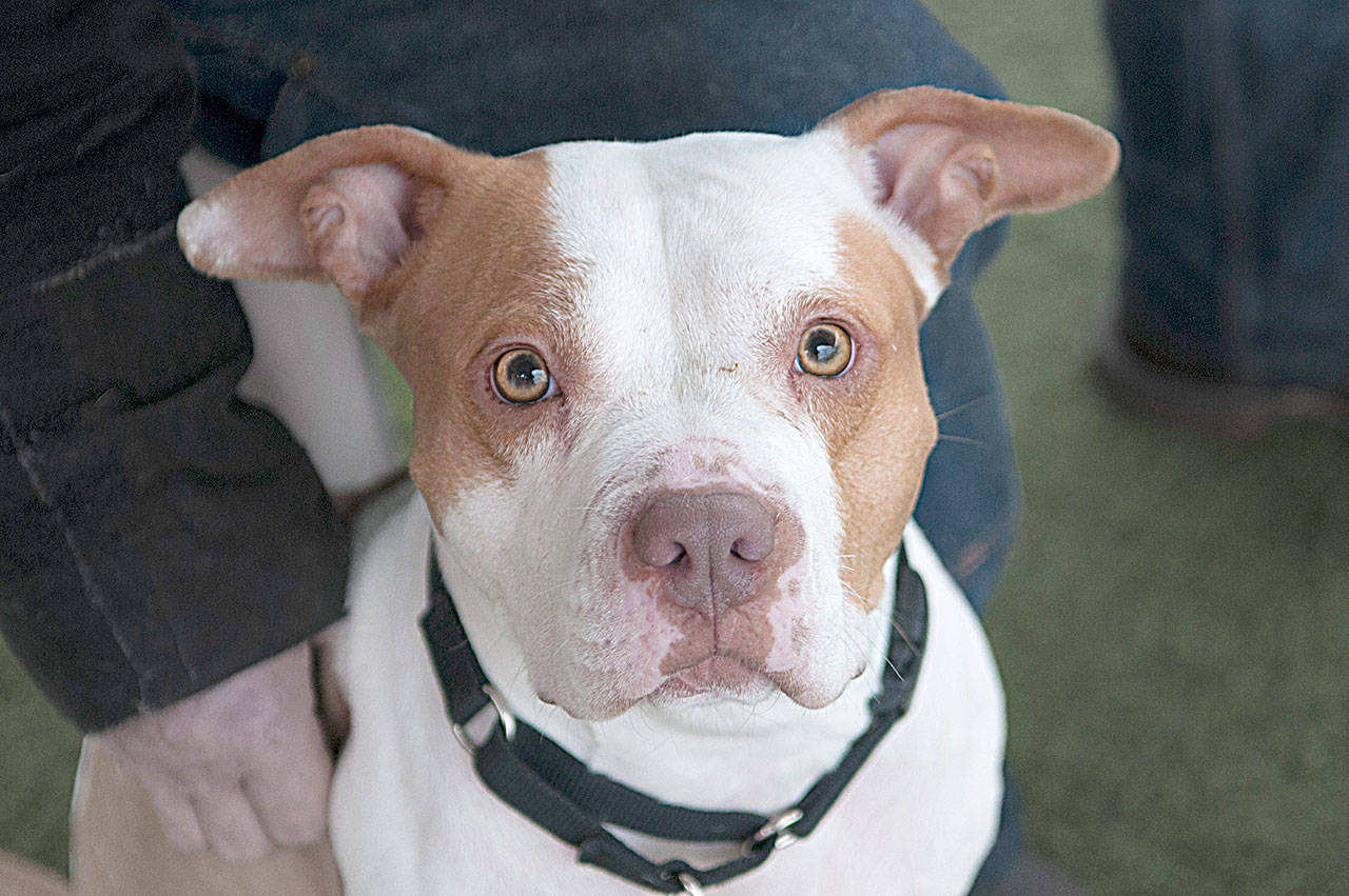 Adoptable Dog of the Week — Lizzie