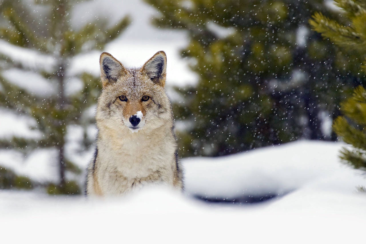 <strong>ABOVE:</strong> Things finally may be looking up for the coyote. (Photo by Hal Brindley, Dreamstime)                                <strong>RIGHT:</strong> Franz Camenzind, a biologist with Project Coyote, observes a group of coyotes on an elk preserve outside Jackson, Wyoming. (Photo by David Montero, Los Angeles Times