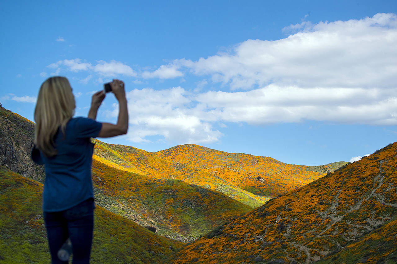 Allen J. Schaben | Los Angeles Times                                A visitor captures images of the super bloom at the Lake Elsinore Poppy Fields in California’s Walker Canyon after the city closed the area on March 18.