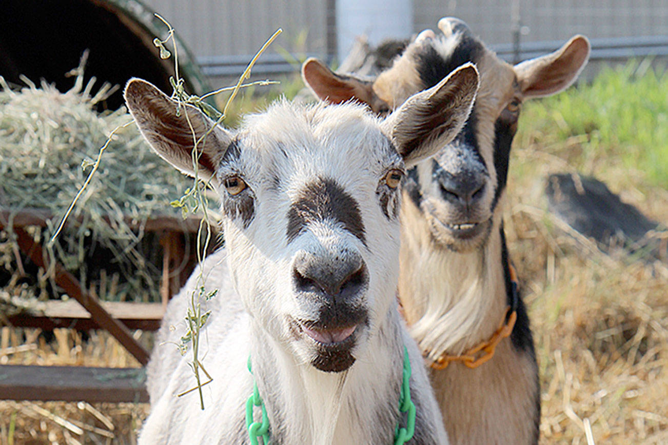 Grays Harbor County Fair starts Wednesday