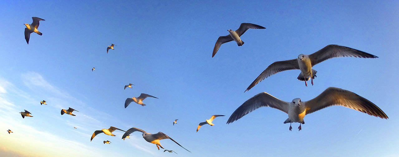 Joe Burbank | Orlando Sentinel                                Gulls hover over a beach on a windy afternoon.