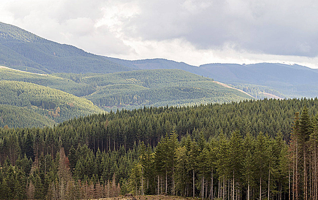 COURTESY PHOTO                                More than 6,000 acres spanning Pacific, Cowlitz and Wahkiakum counties have been opened to free hunting access through an agreement between the Weyerhaeuser Company and the Department of Fish and Wildlife.