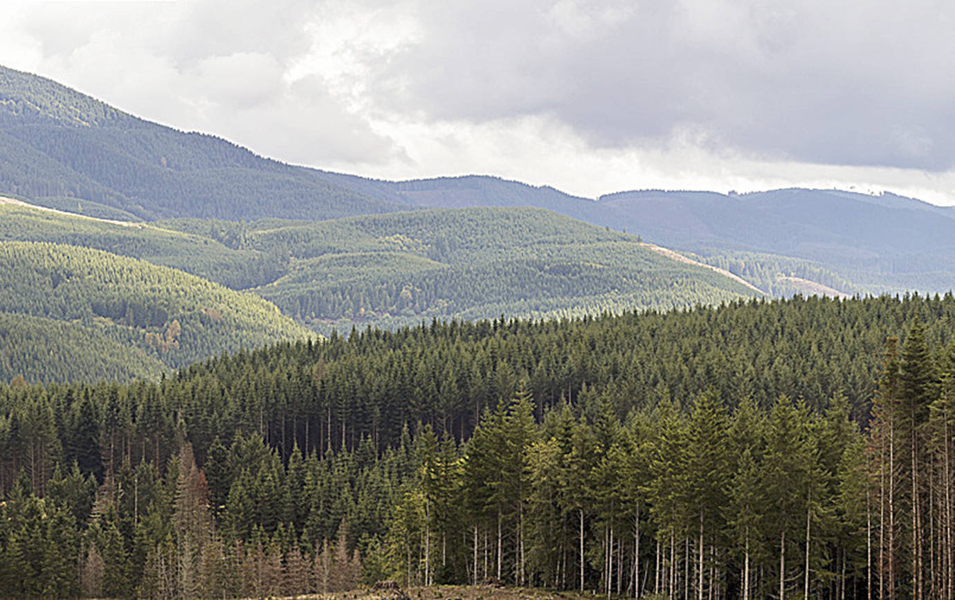 WDFW partners with Weyerhaeuser Company to open 6,638 acres of forest 