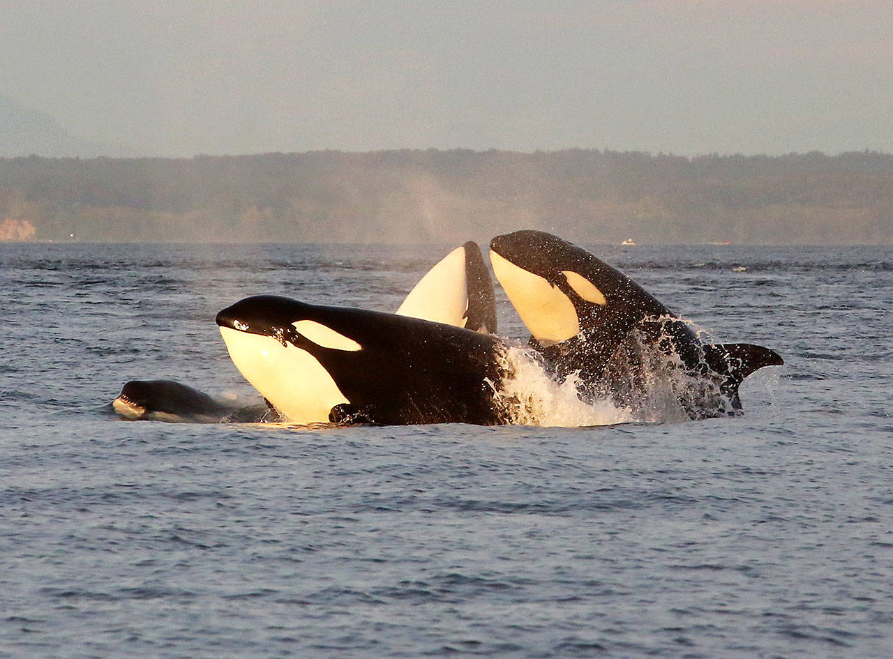 Two pods of transient orcas socialize and leap out of the water as they meet up at sunset in the Salish Sea. (Jamie Hale/The Oregonian)