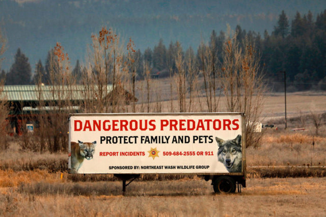 1 Ranch, 26 Wolves Killed: Fight Over Endangered Predators Divides ...