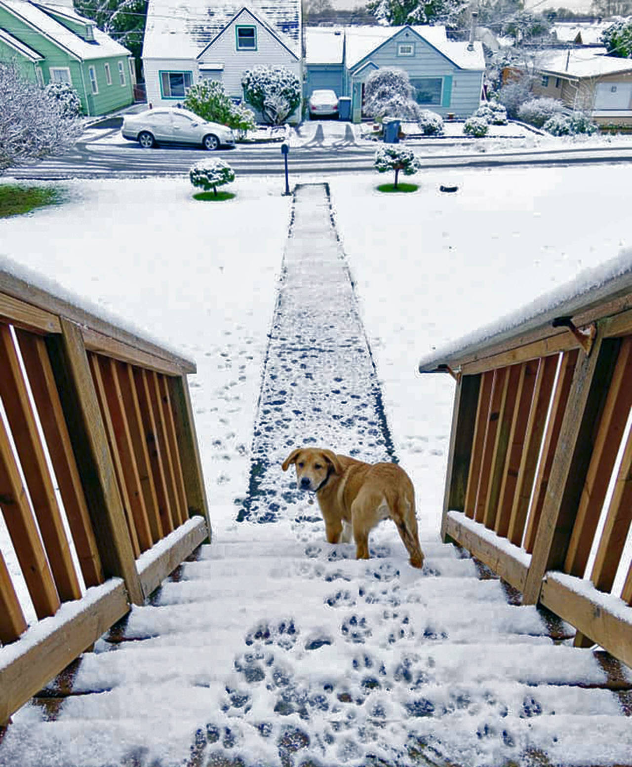 <style type="text/css"></style>                                Lindsey Garcia photo                                Lindsey Garcia’s pup Arlo wasn’t quite sure what to think of his first snow in Hoquiam.