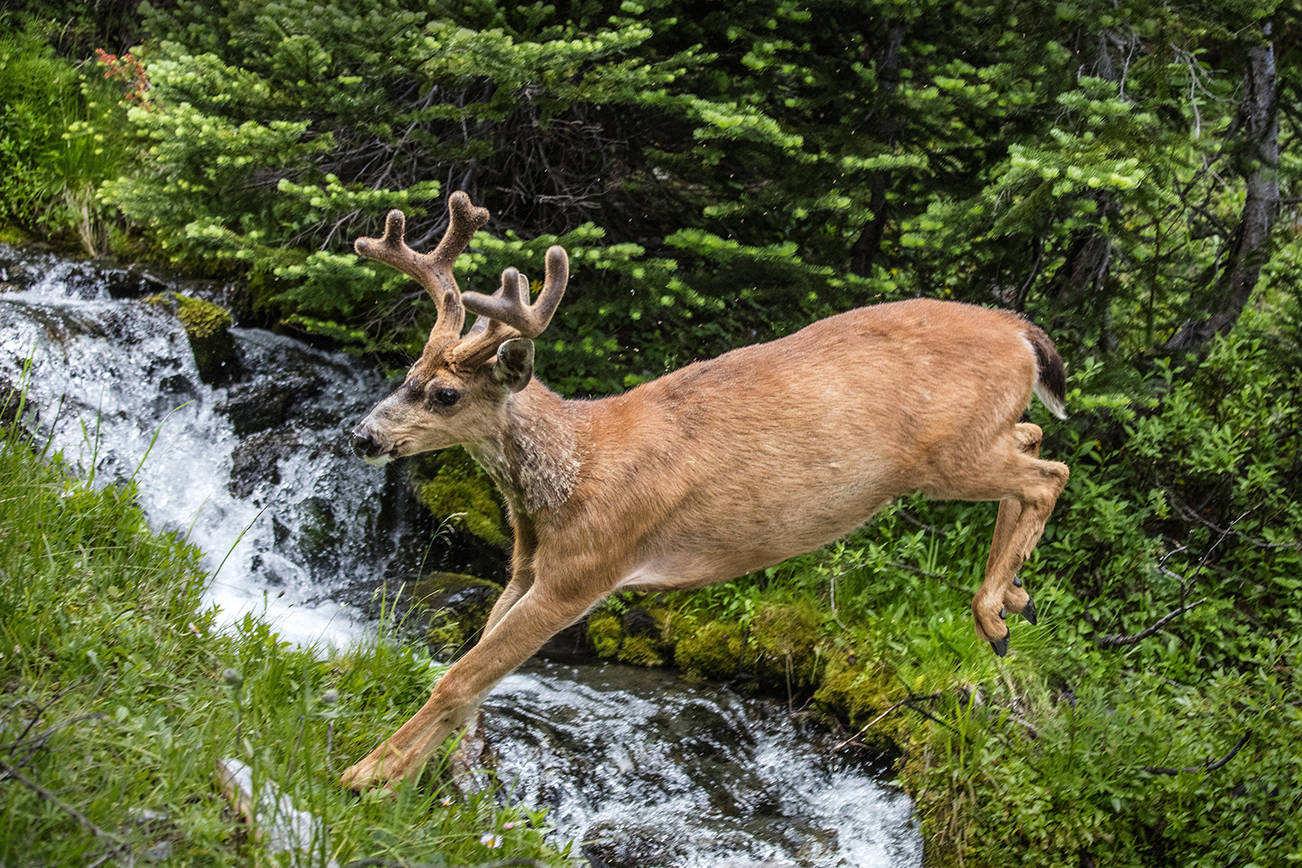 Olympic national park wilderness clearance permits