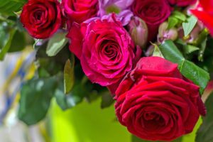 Master Gardener: Roses are red … but why?